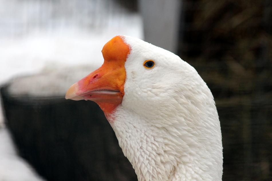 Goose Kholmogorskaya Bird