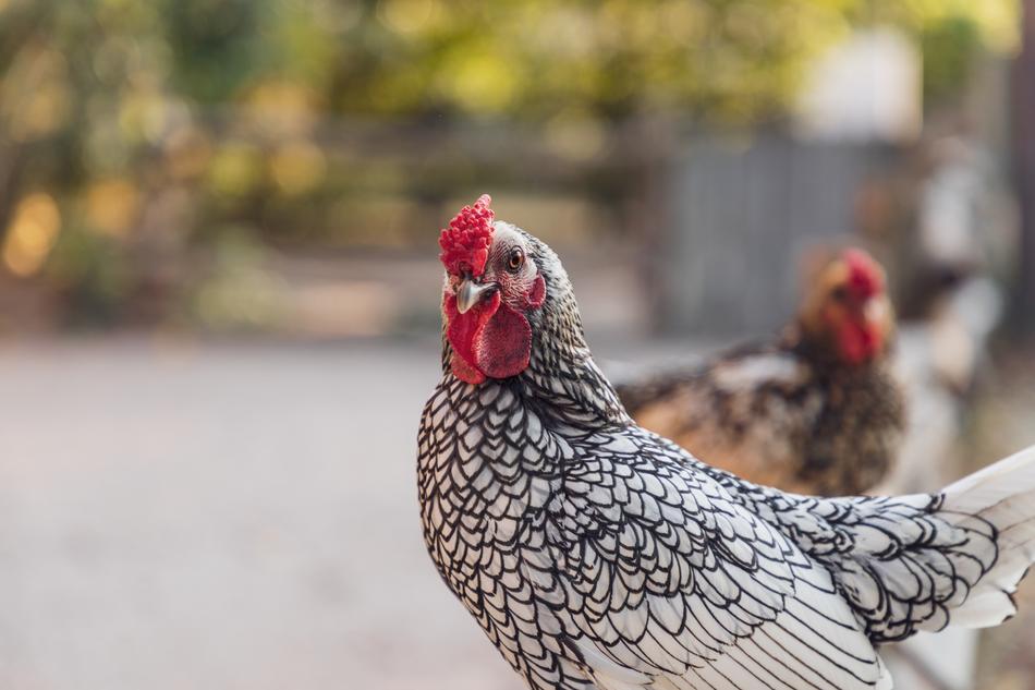 Chicken Chickens Poultry