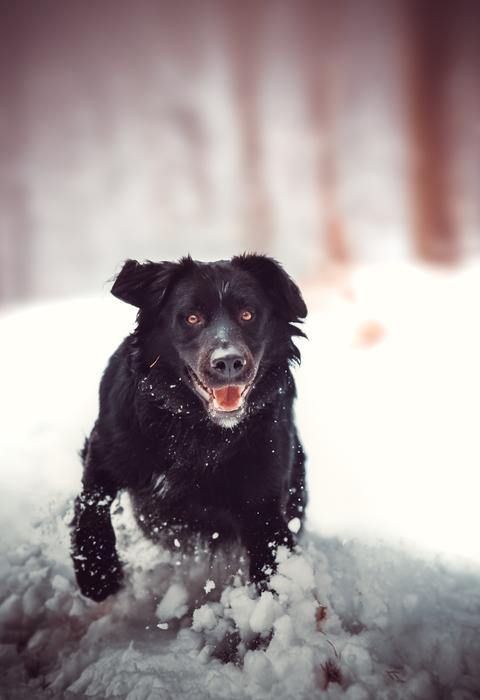 Dog Retriwer Snow