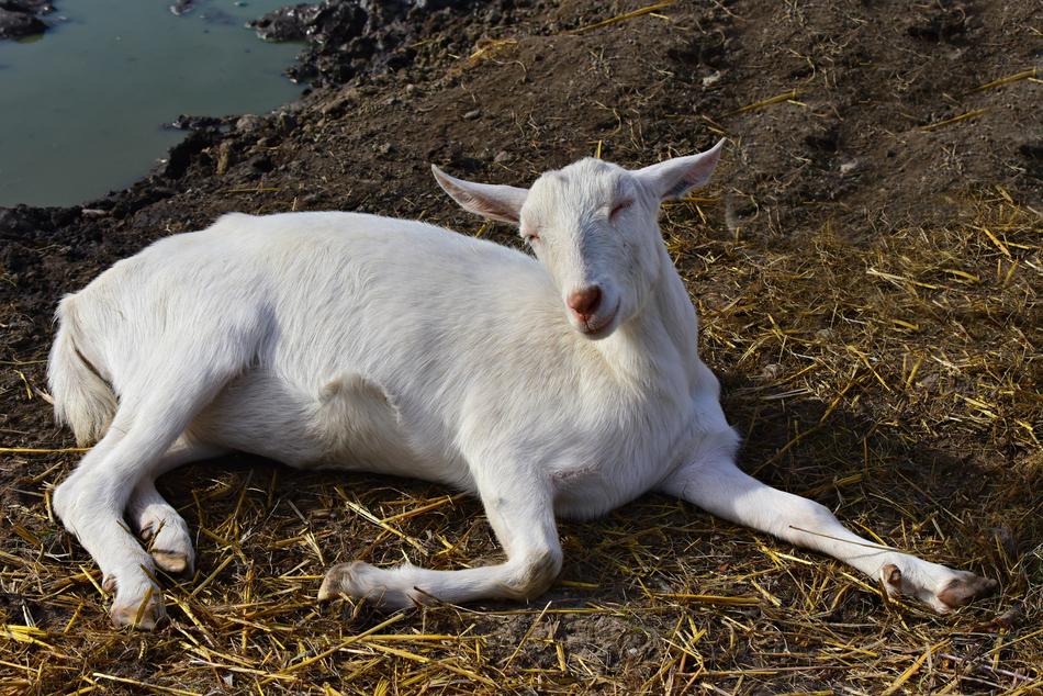 White Goat Kid Animal