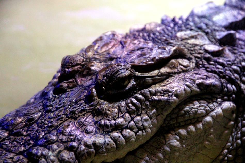crocodile purple macro