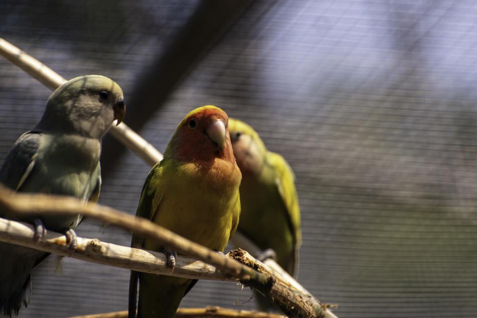 Bird Parrot Nature