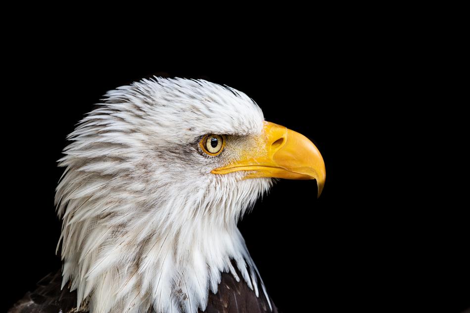 Adler Bald Eagle Bird