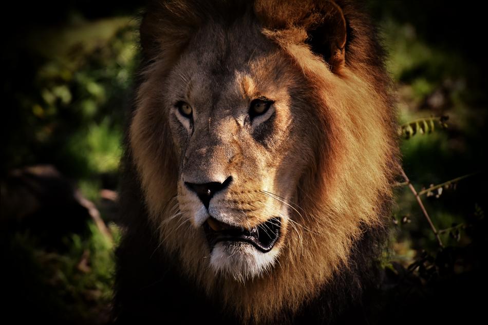 Lion Predator Dangerous