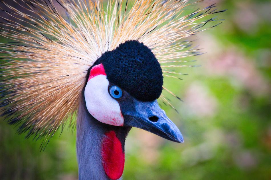 Grey Crowned Crane Bird
