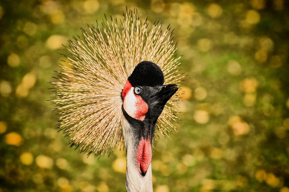 Grey Crowned Crane Baleurica
