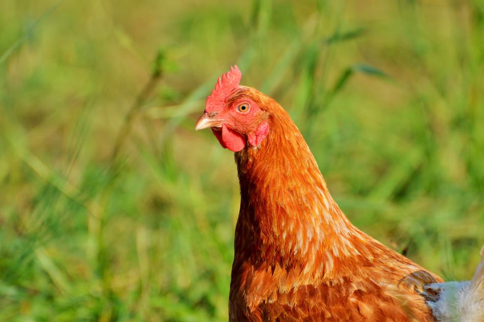 Chicken Hen Poultry Free