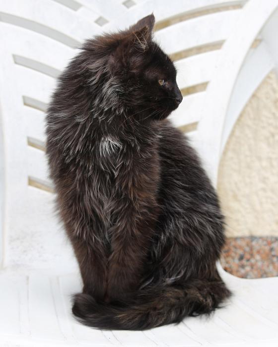 black furry cat