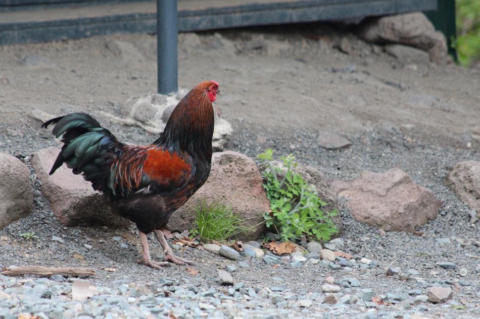 Cock Bird Poultry