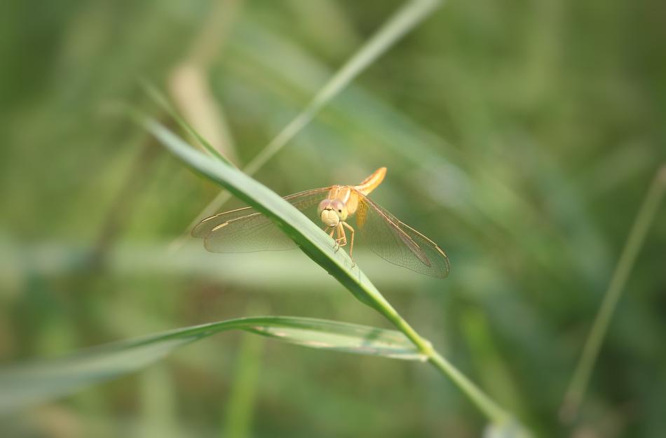 Dragonfly Insect Anisoptera