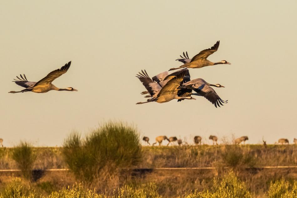 Spain Extremadura Common Crane