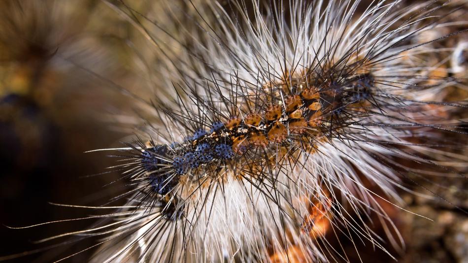 Caterpillar Gypsy Macro