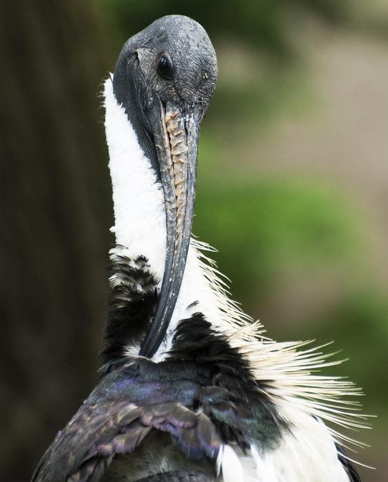 Bird Bill Plumage