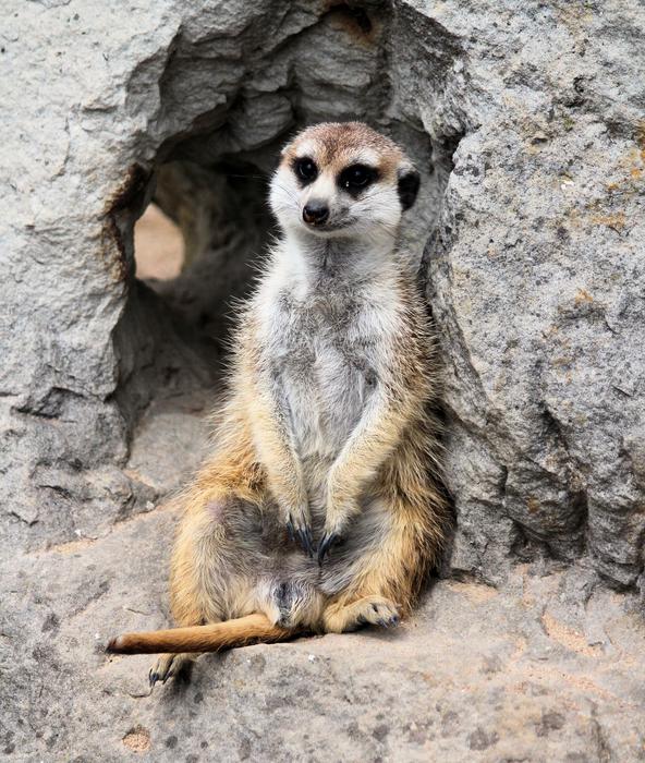 Meerkat Animal Beast