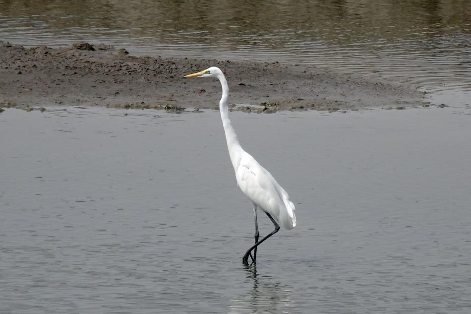 Great Egret Ardea Alba Large