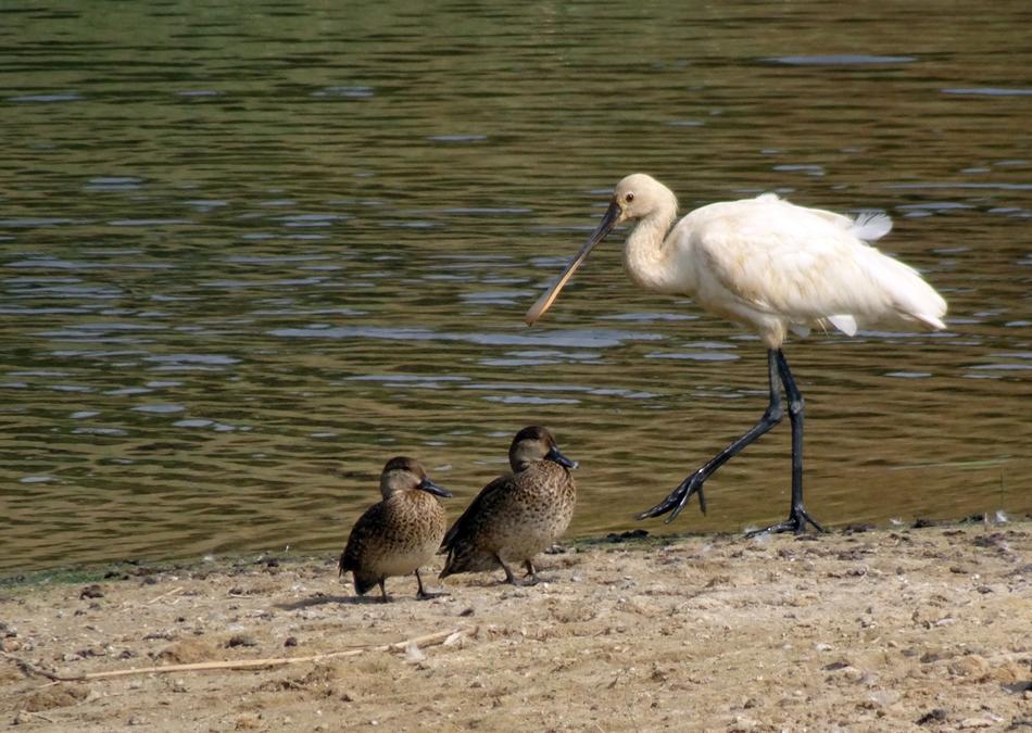 Eurasian Spoonbill Common