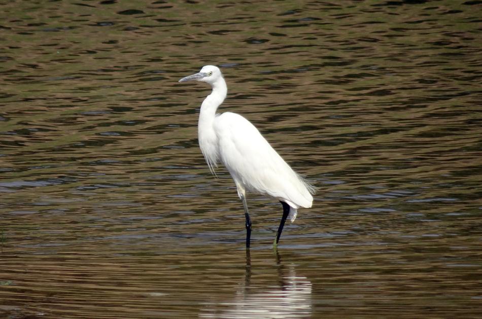 Little Egret Egretta Garzetta
