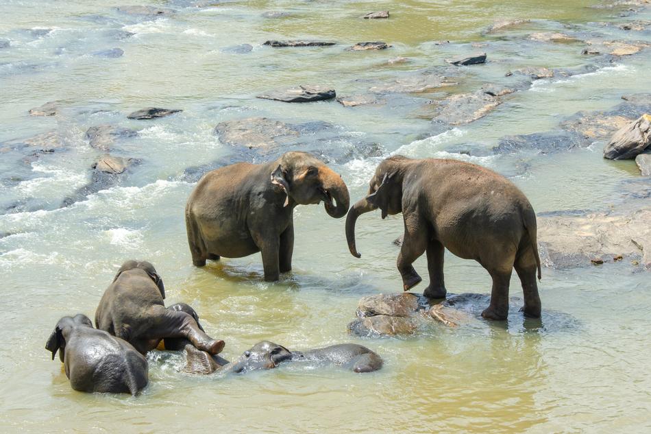 Sri Lankan Elephant Asian