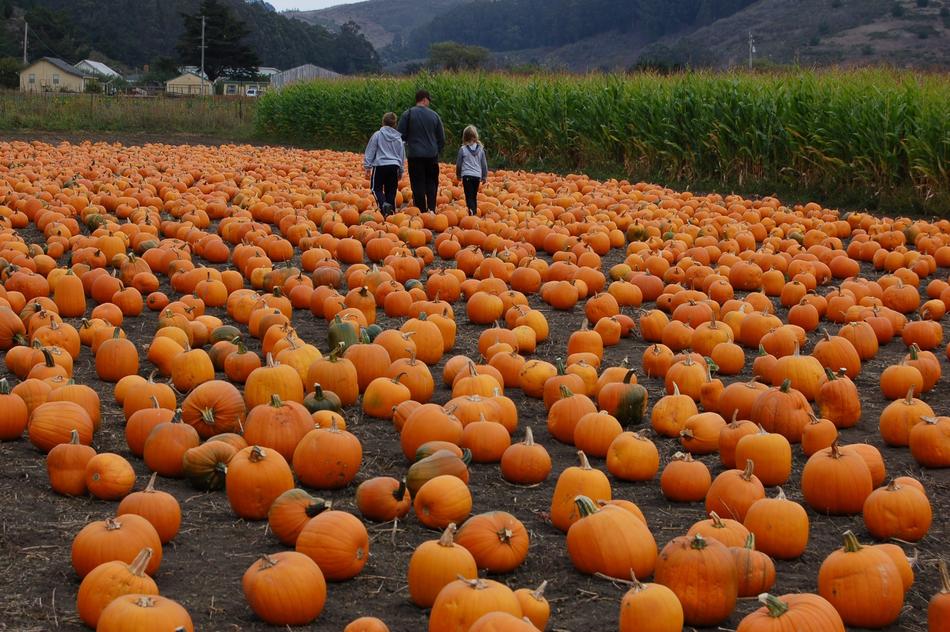 garden pumpkin harvest
