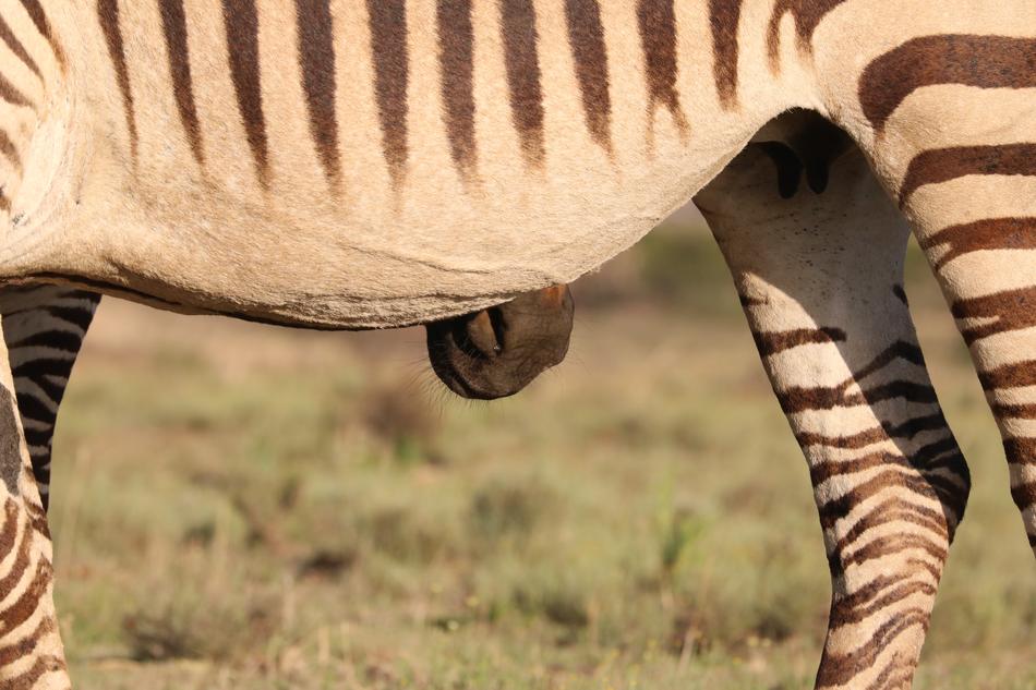 Zebra Drink