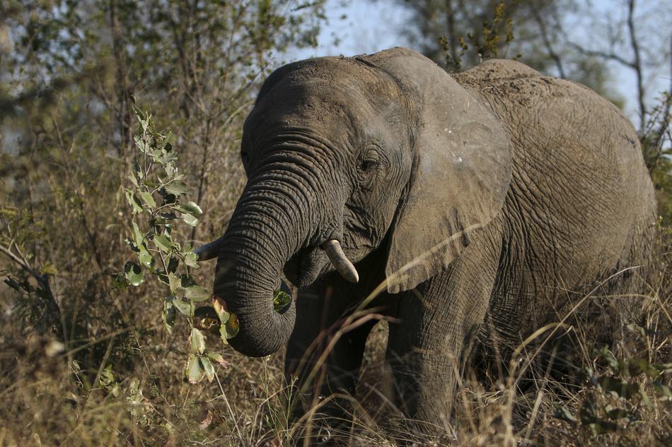 Africa Animal Safari