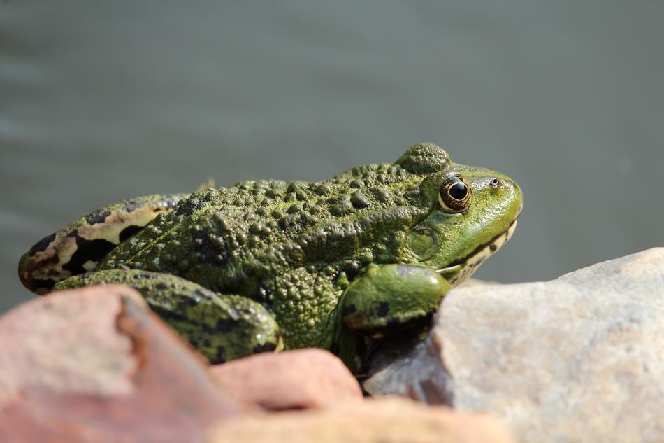 Frog Pond Animal Water