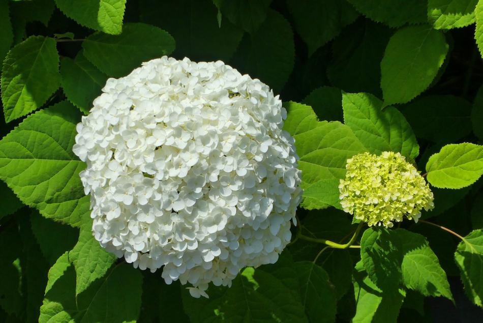 white wildflower on the branches