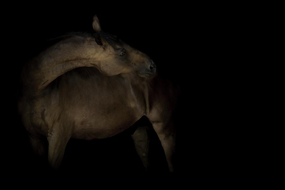 wild horse in the dark