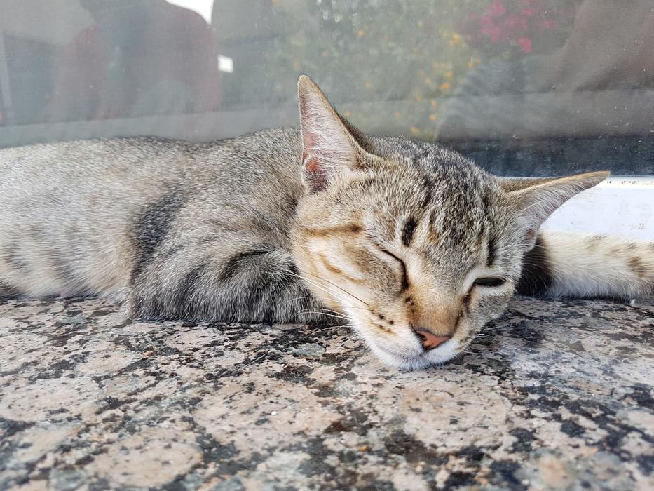 Siesta Cat Dream