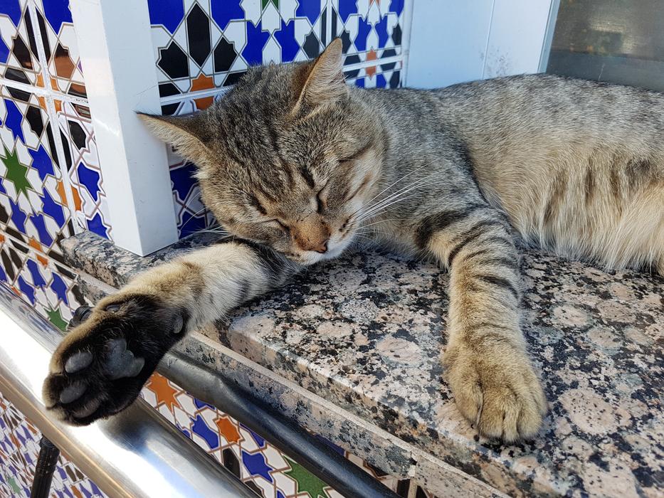 Siesta Cat Dream