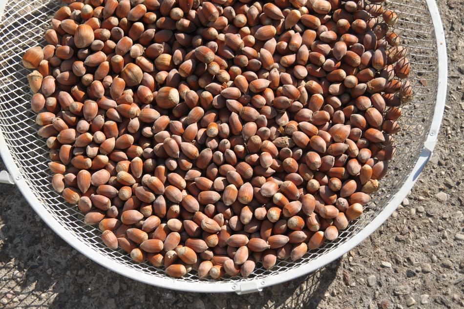 ripe delicious hazelnut harvest