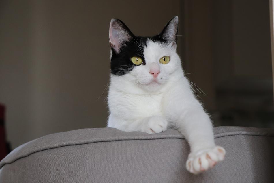 Cat Pet Cat'S Eye