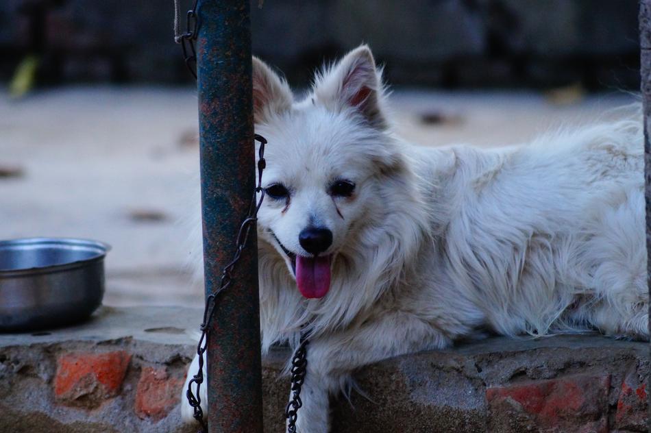 Dog Animal Puppy