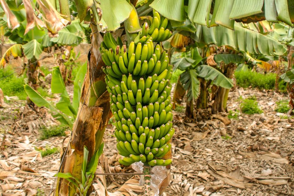 Tropical delicious bananas on a tree