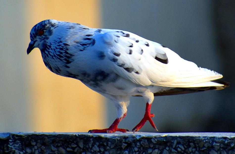 White Pigeon Bird Feral