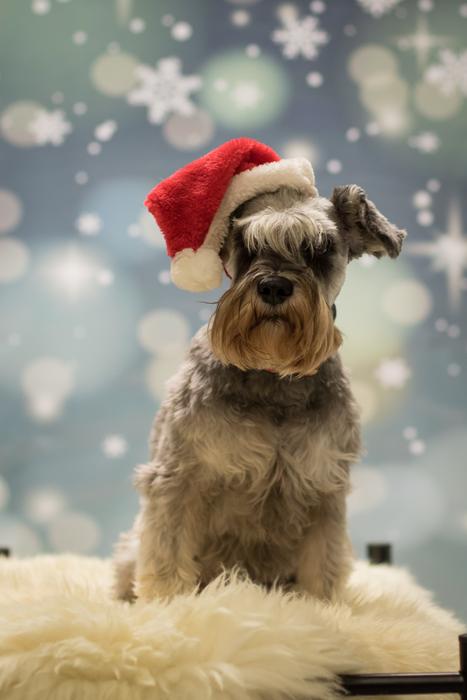 Christmas Miniature Schnauzer