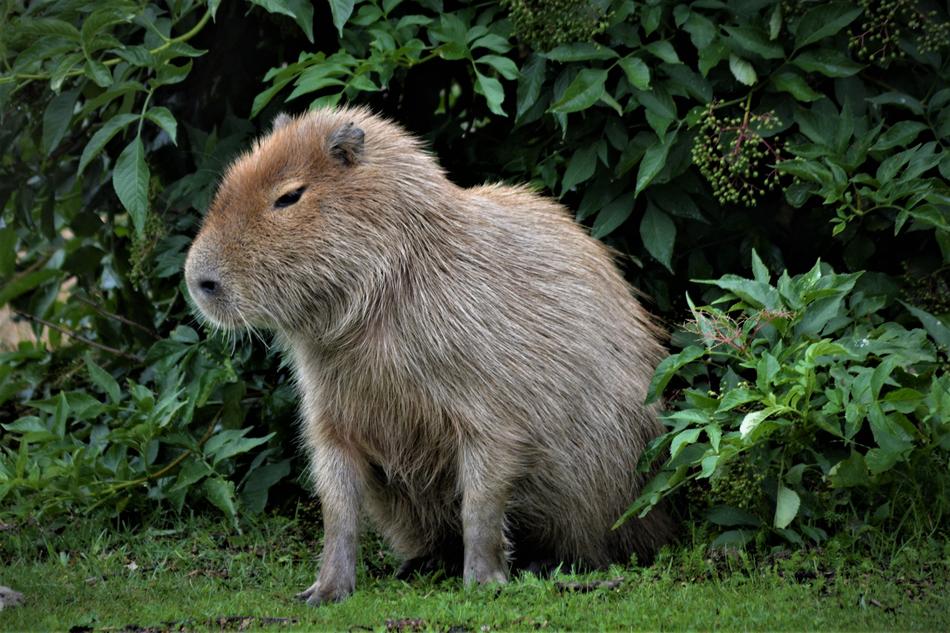 Capybara Close Up Wild Animal