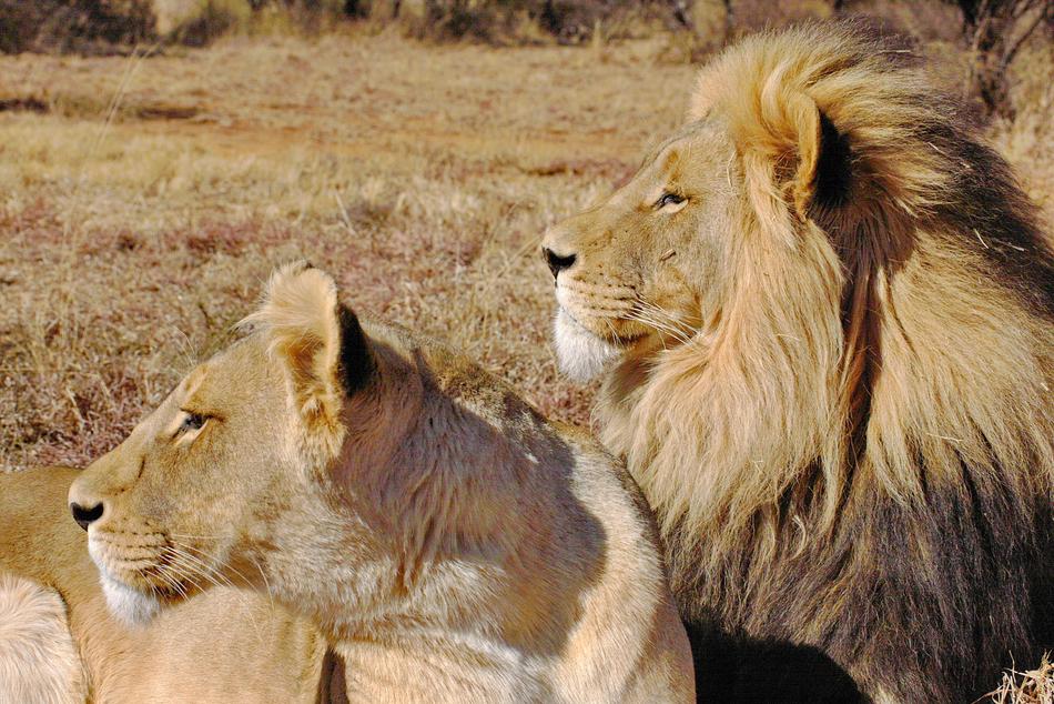 Lion Lions Couple Pair Cat