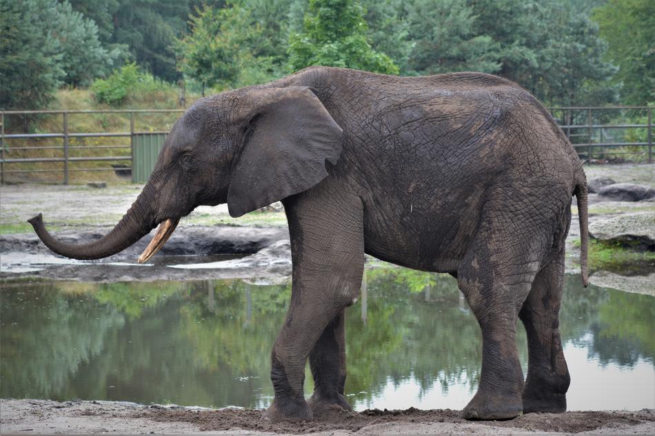 Elephant Close Up Animal