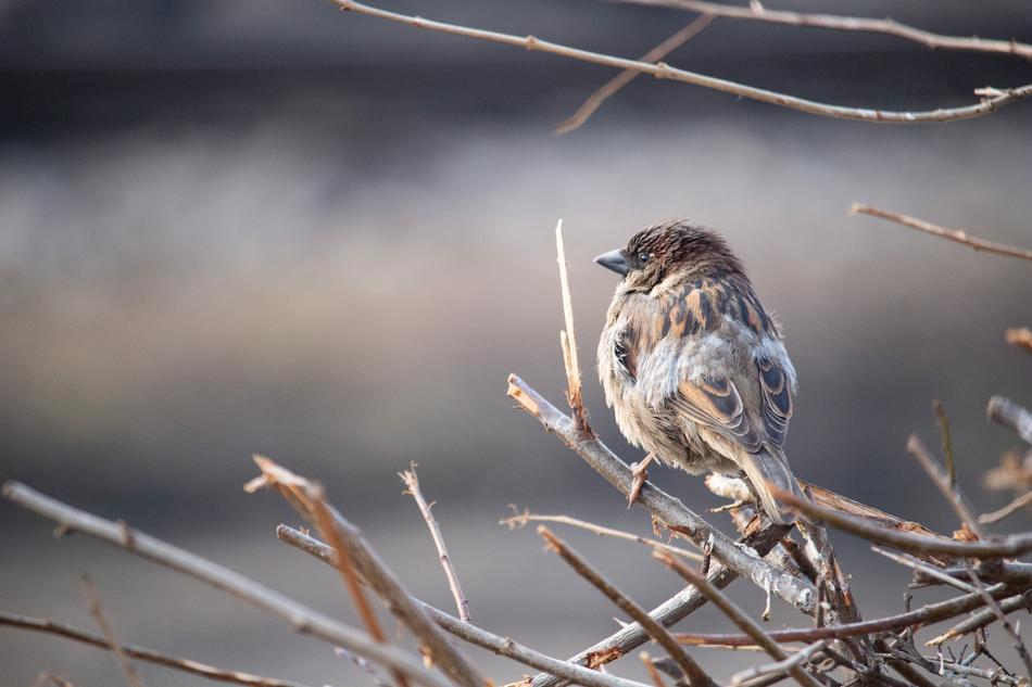 Sparrow Bird Nature