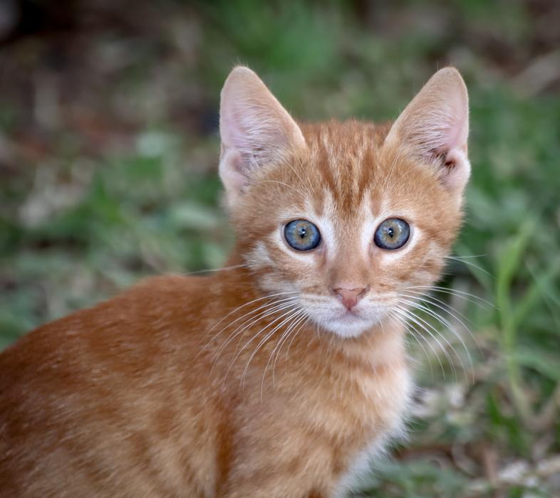 Cat Domestic Pet