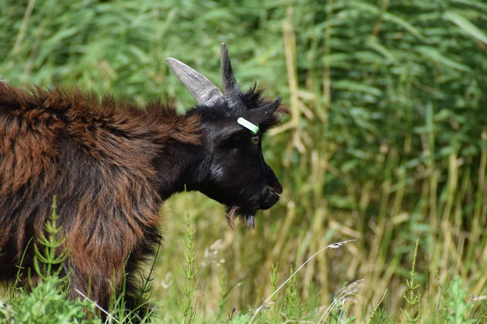 Goat Goats Cattle