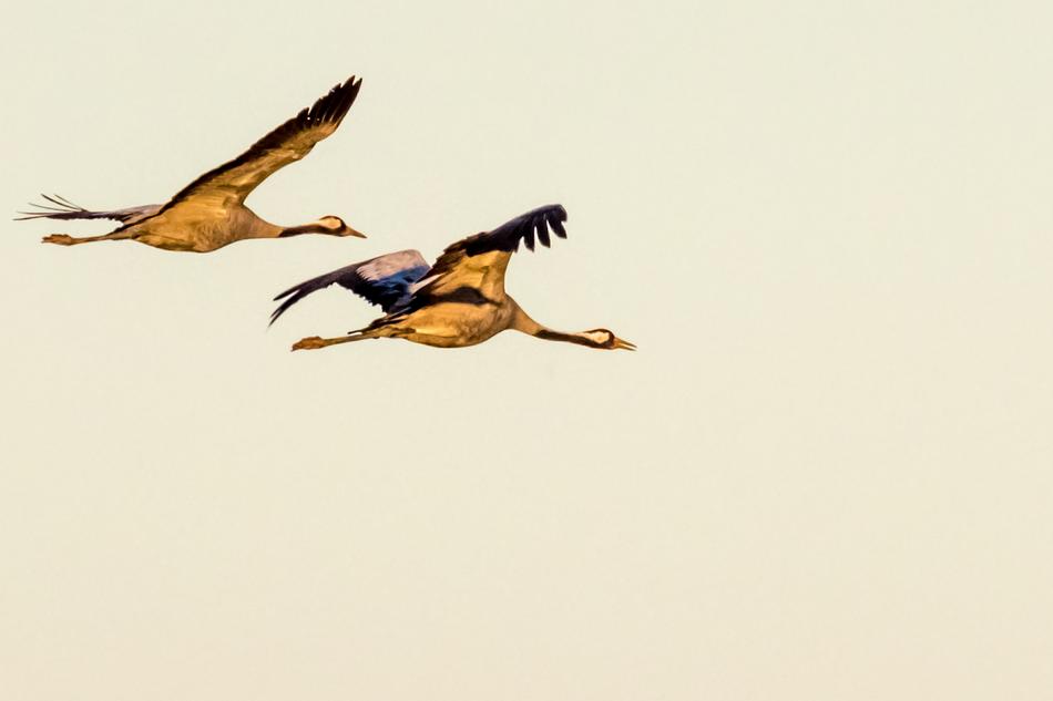 Spain Extremadura Common Crane