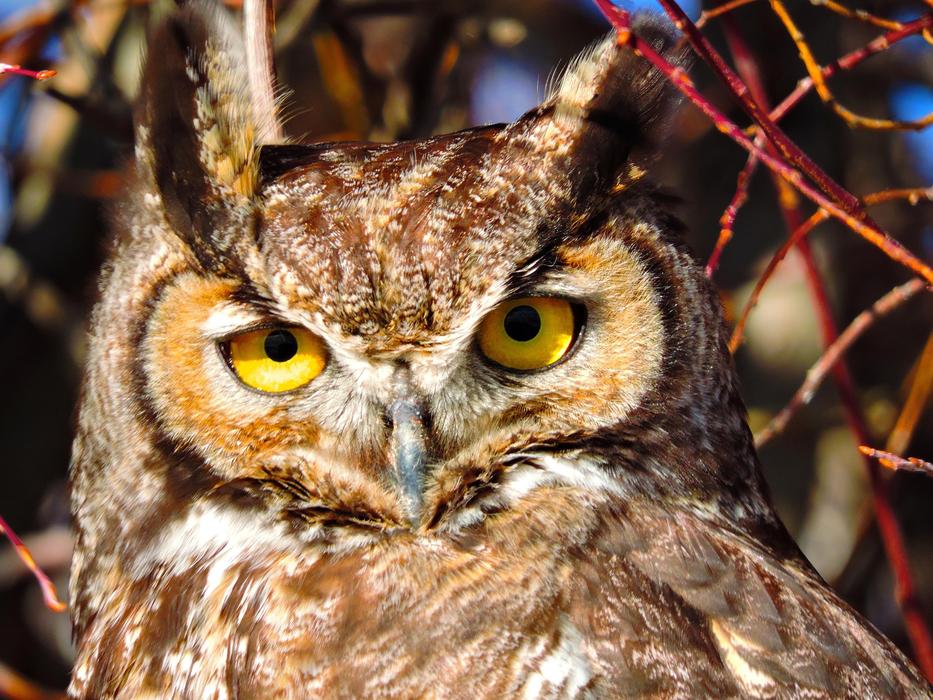 big yellow eyes of an owl