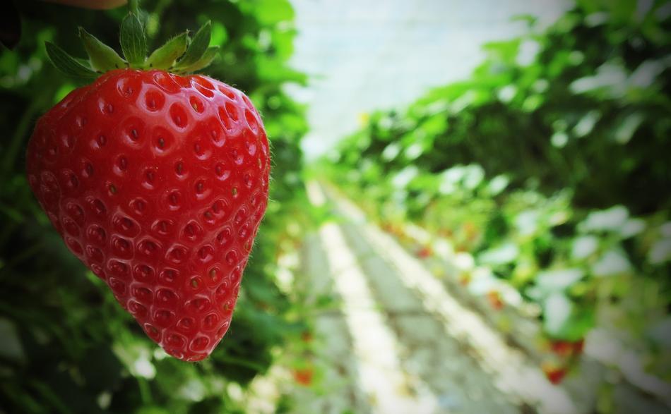 juicy red strawberries in the garden