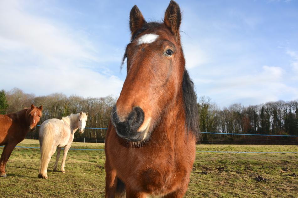 Horse Head Face Next To