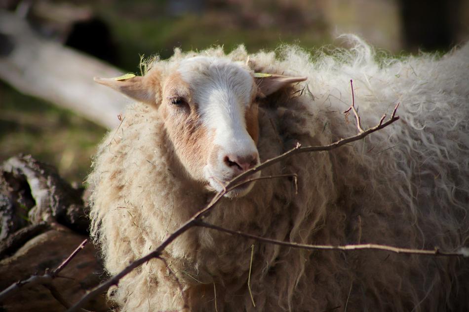 a walking sheep in the field