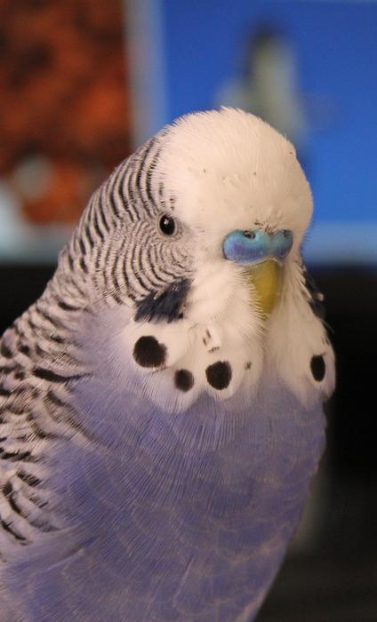 Budgie Blue Parakeet