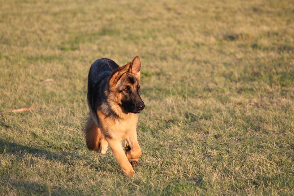 Dog Alsatian German Shepherd