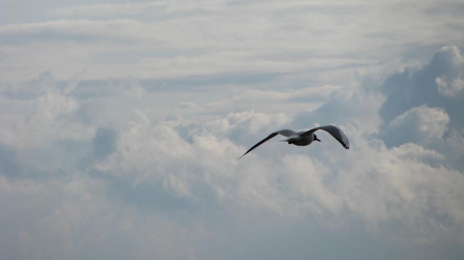 Bird Sky Flight